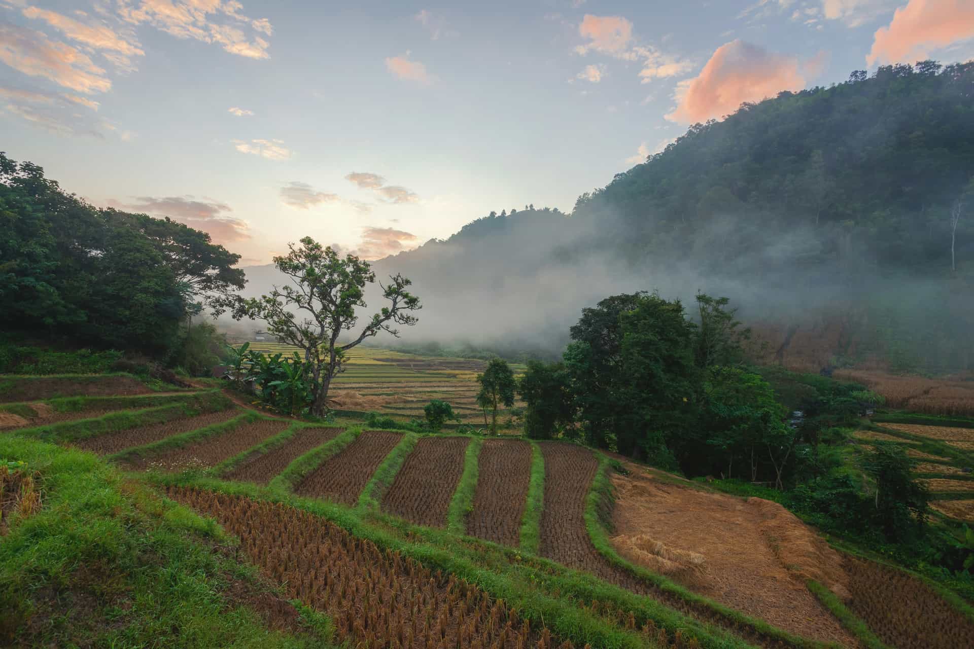 Rivermate | Agricultura na Tailândia: Um Guia Completo de Uma das Indústrias Mais Vitais da Ásia
