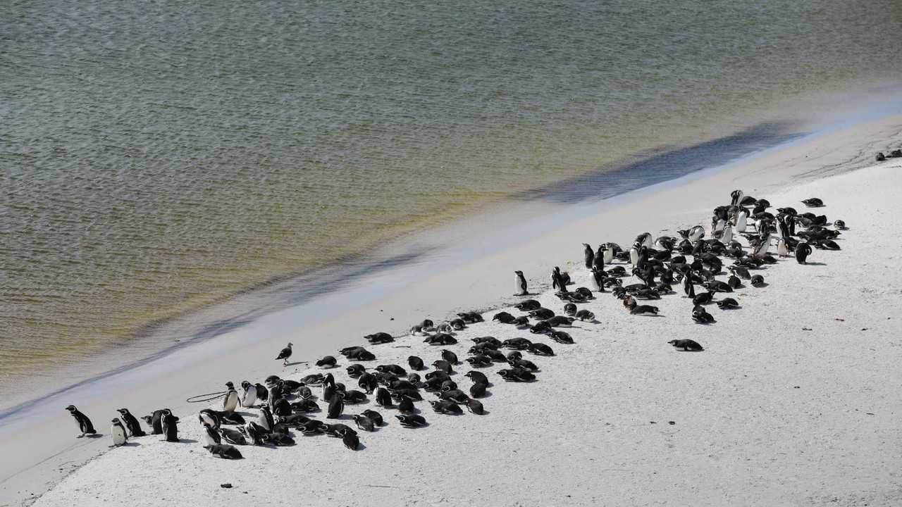 Rivermate | Landscape of Falkland Islands (Malvinas)