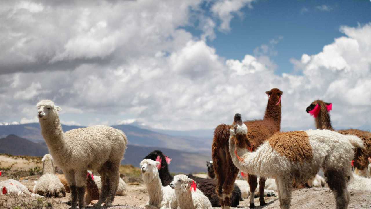 Rivermate | Landscape of Peru