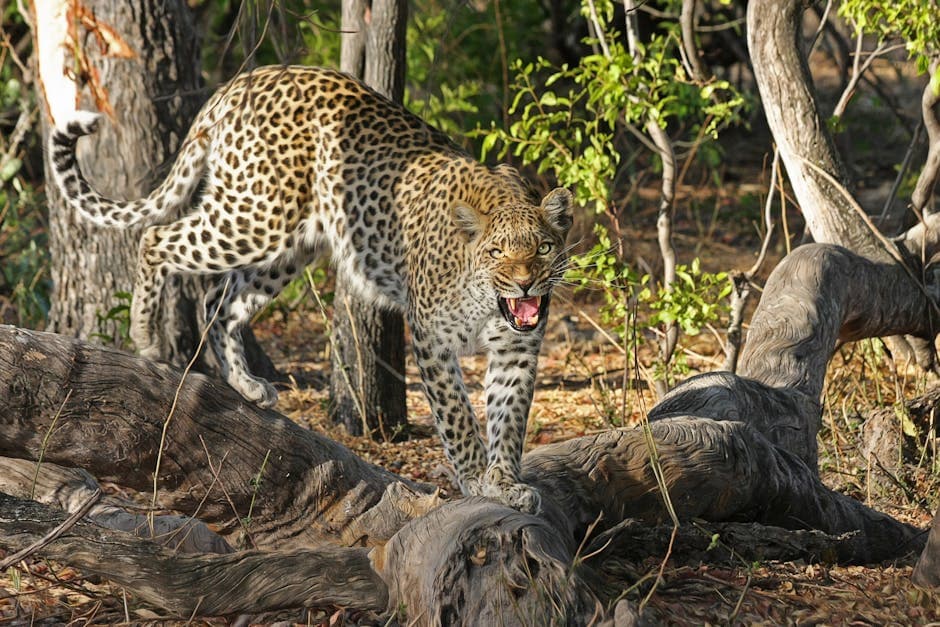 Botswana featured