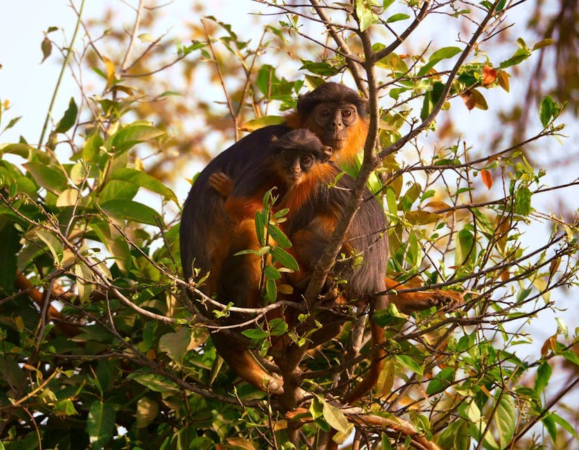 Gambia featured