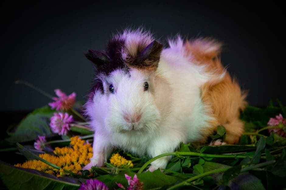 Guinea featured
