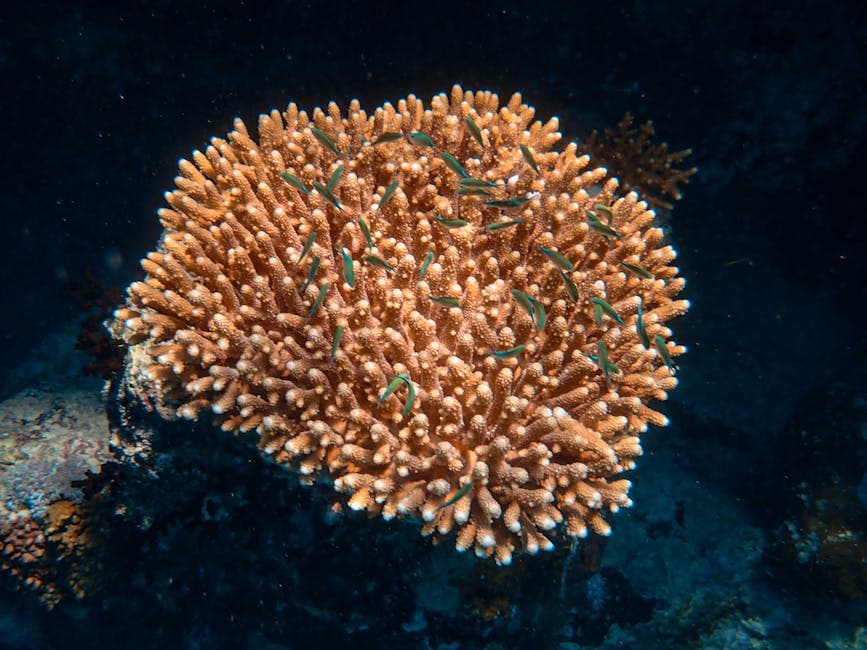 Micronesia featured
