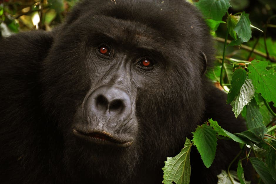 Rwanda featured