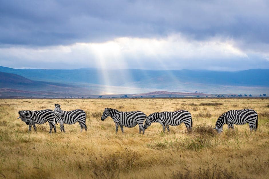 Tanzania featured