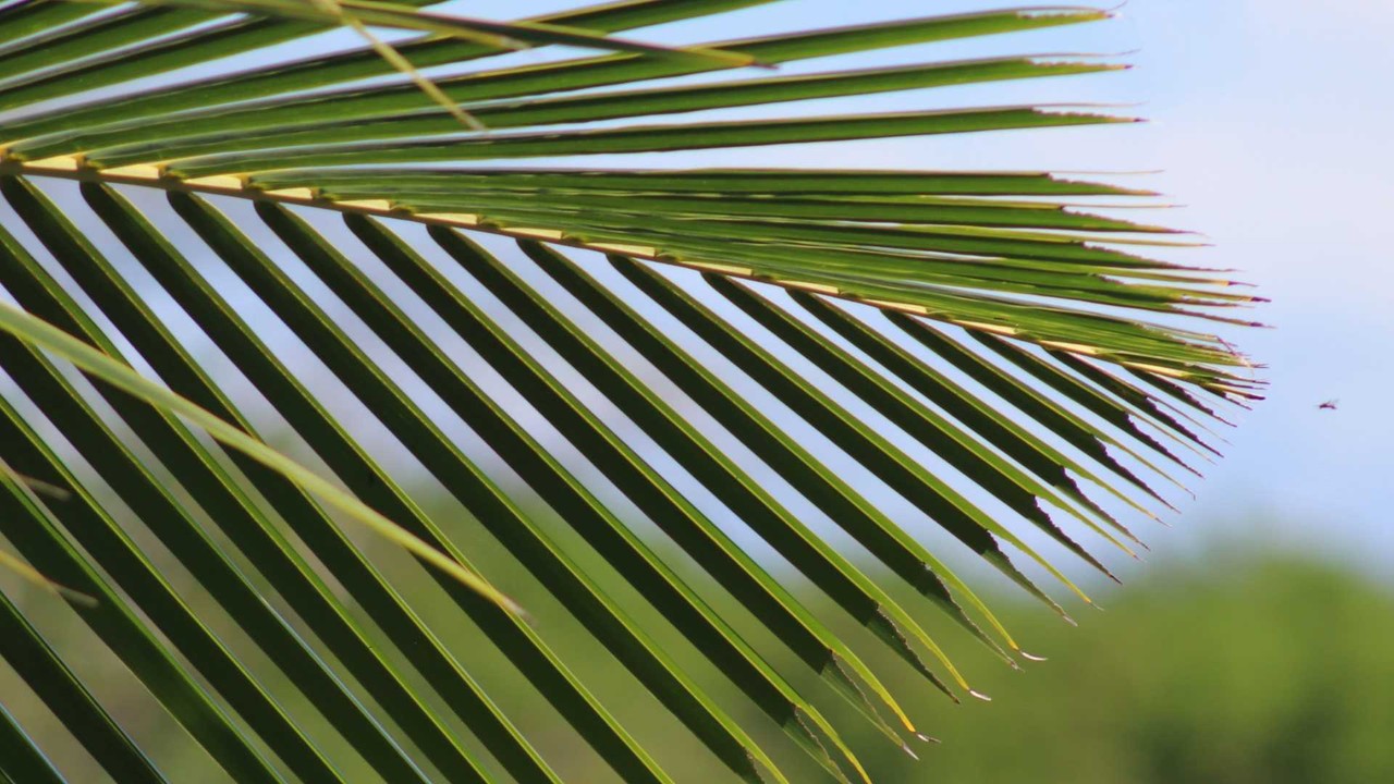 Samoa employee benefits - Professional landscape and employment guidance