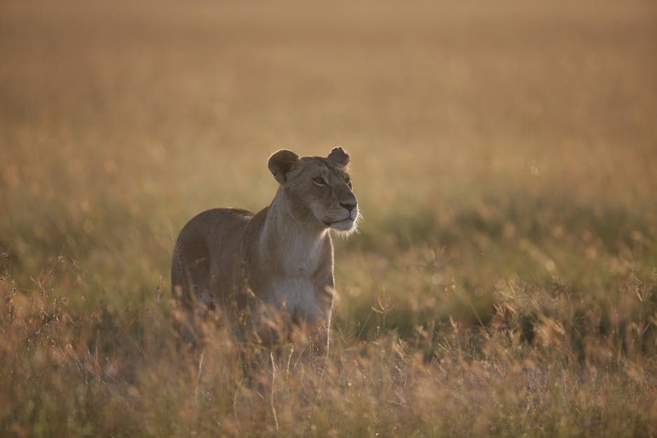 Congo featured