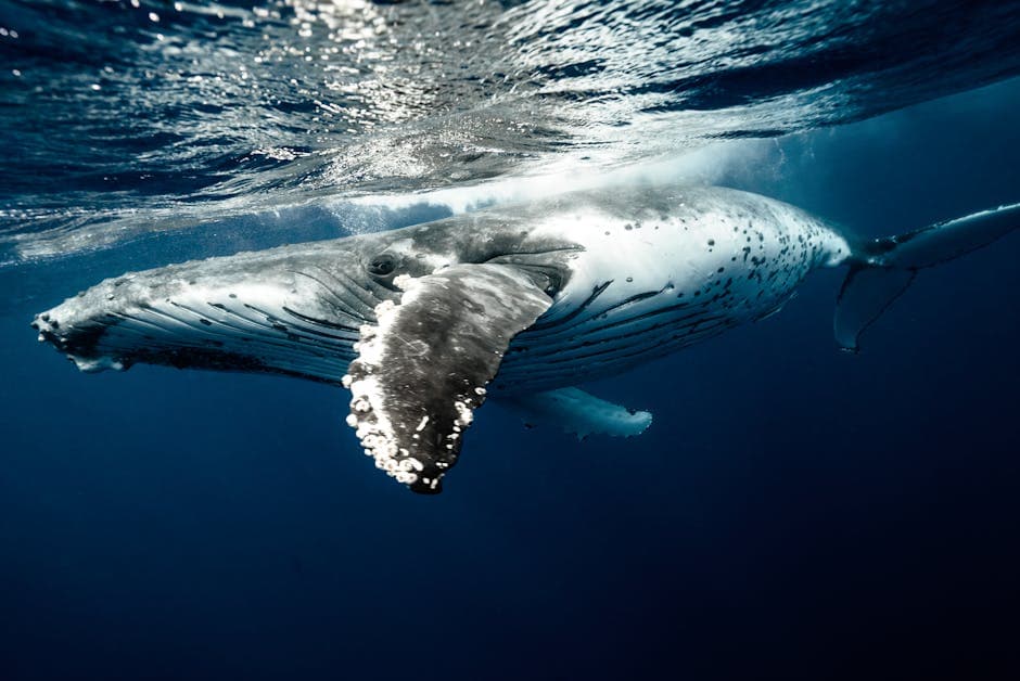 Tonga featured